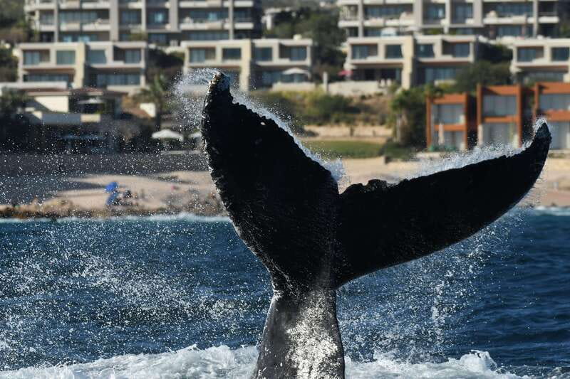 Cabo San Lucas: Up-Close Whale Watching Small-Group Tour - Convenient Logistics and Meeting Arrangements