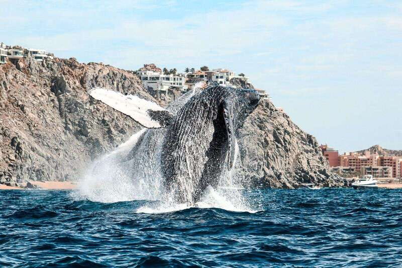 Cabo San Lucas: Up-Close Whale Watching Small-Group Tour - The Ethical Approach and Marine Conservation Focus