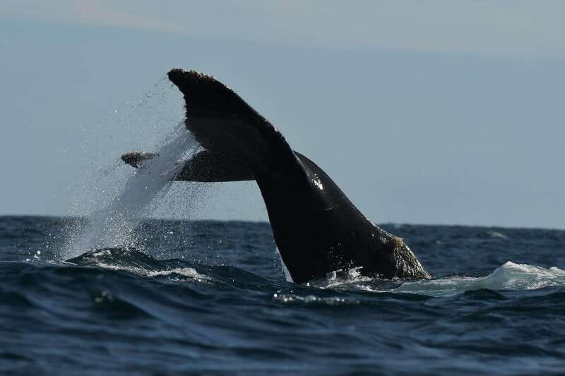 Cabo San Lucas: Up-Close Whale Watching Small-Group Tour - Expert Guides Make the Difference