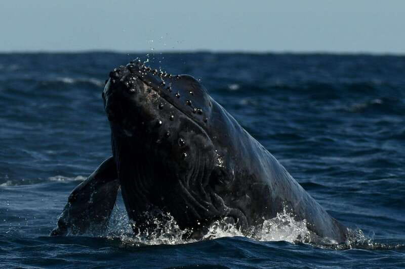 Cabo San Lucas: Up-Close Whale Watching Small-Group Tour - Suitable for Adventure Seekers and Nature Enthusiasts