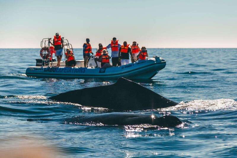 Cabo San Lucas: Up-Close Whale Watching Small-Group Tour - Final Thoughts on the Cabo Whale Watching Adventure