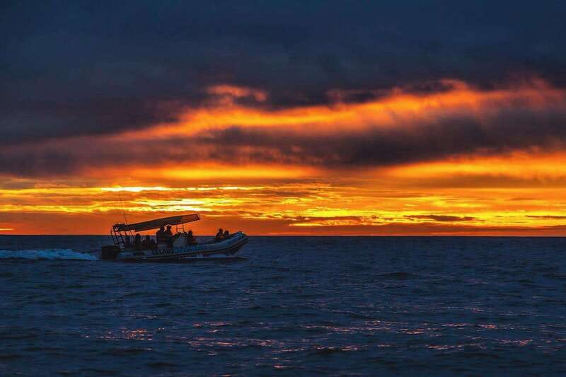 Cabo San Lucas: Up-Close Whale Watching Small-Group Tour - Frequently Asked Questions