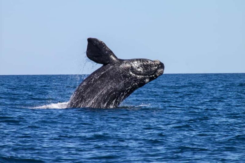 Cabo San Lucas: Whale Watching and Snorkeling Tour - Key Points