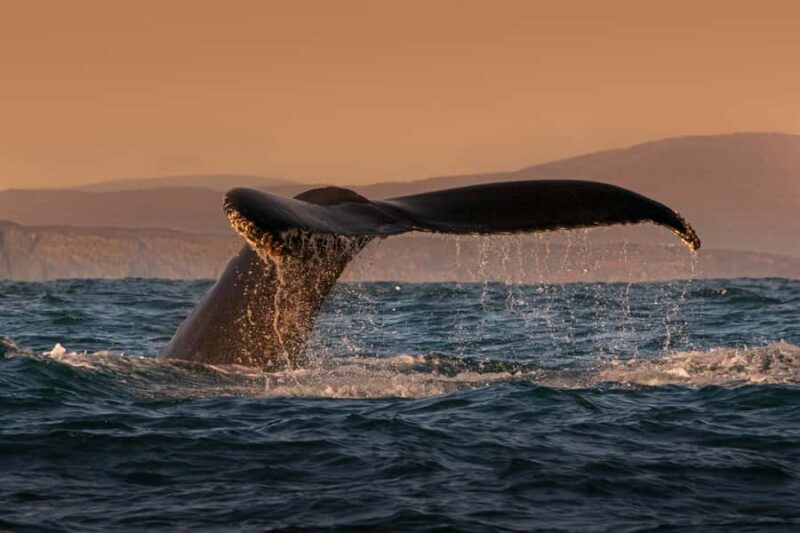 Cabo San Lucas: Whale Watching and Snorkeling Tour - Navigating the Whale Watching Season