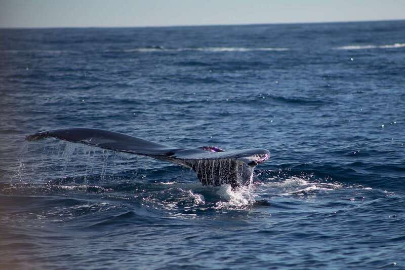 Cabo San Lucas: Whale Watching Breakfast Cruise - Key Points