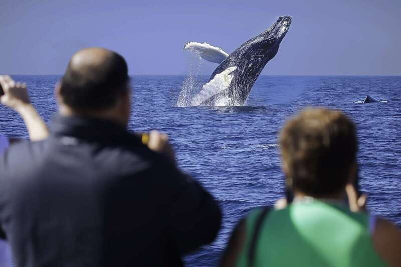 Cabo San Lucas: Whale Watching Breakfast Cruise - What to Expect on the Whale Watching Breakfast Cruise