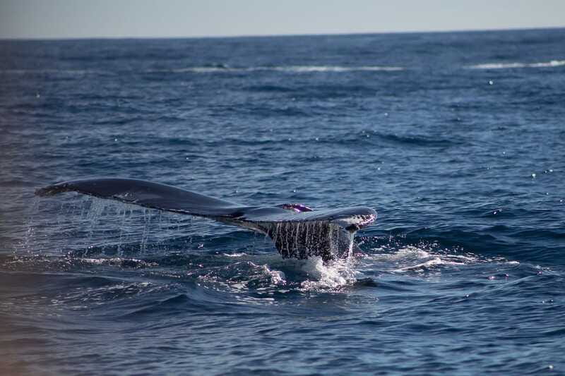 Cabo San Lucas: Whale Watching Breakfast Cruise - The Scenic Route and Whale Watching Opportunities
