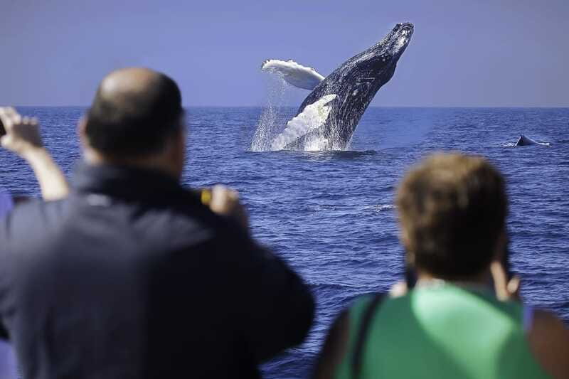 Cabo San Lucas: Whale Watching Breakfast Cruise - Accessibility, Safety, and Practical Tips