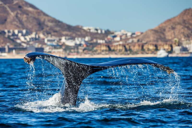 Cabo San Lucas: Whale Watching Catamaran Experience - The Scenic Landmarks of Cabo San Lucas