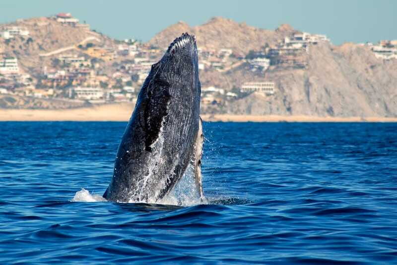 Cabo San Lucas: Whale Watching Catamaran Experience - Why Choose This Tour in Cabo San Lucas