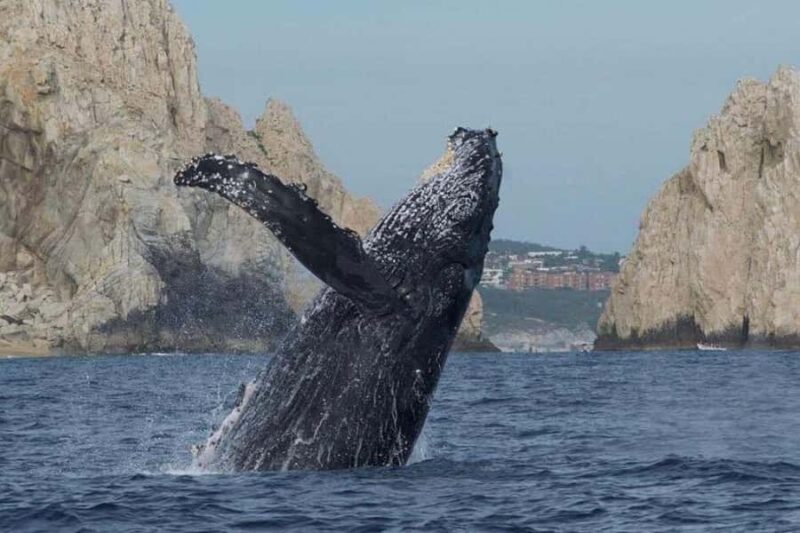 Cabo San Lucas: Whale Watching/Hearing Tour with Hydrophones - Key Points
