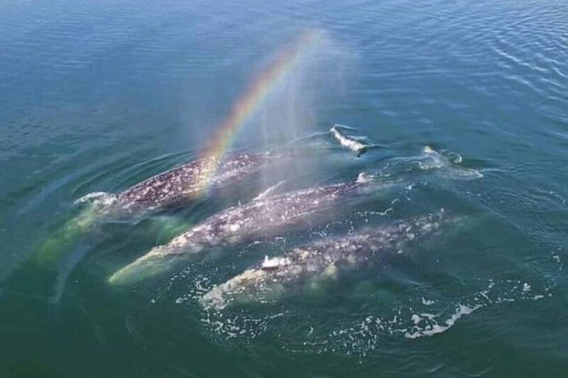 Cabo San Lucas: Whale Watching/Hearing Tour with Hydrophones - Watching Whales in Their Natural Habitat