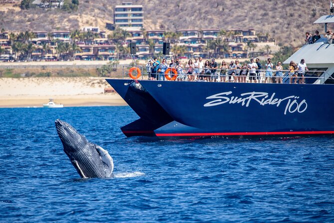Cabo San Lucas Whale Watching Lunch Cruise - Value and Customer Satisfaction