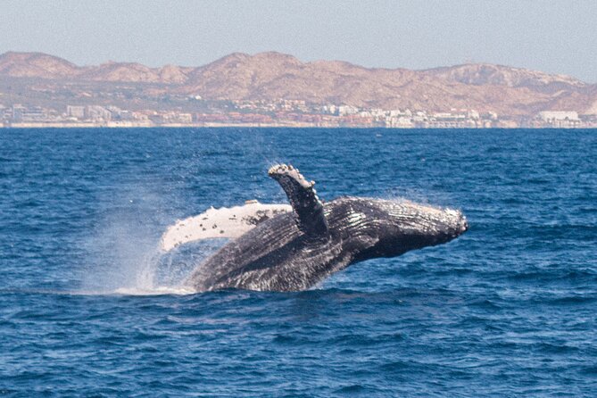 Cabo San Lucas Whale Watching Lunch Cruise - Practical Tips and Booking Considerations