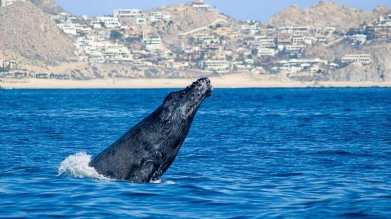 Cabo San Lucas: Whale Watching Tour - Key Points