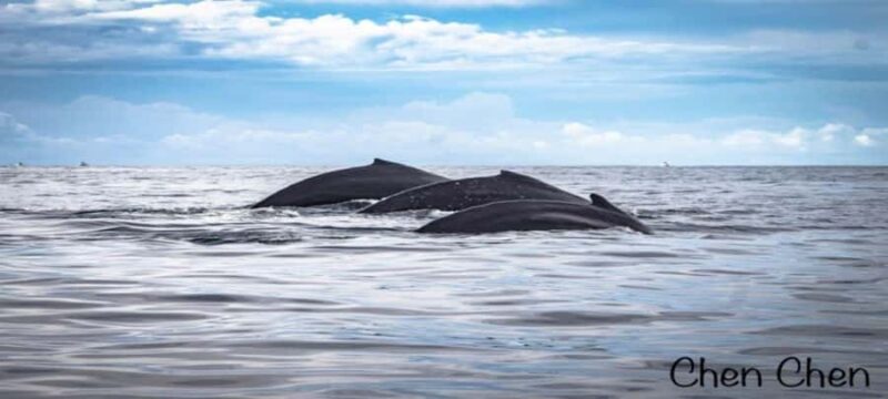 Cabo San Lucas: Whale Watching Tour - Starting Point in Cabo San Lucas: Departing from Advisor in Cabo
