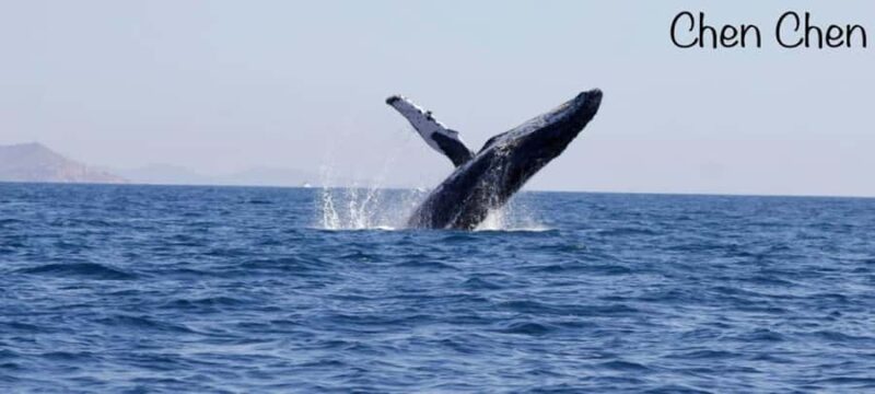 Cabo San Lucas: Whale Watching Tour - The Variety of Whales Encountered in the Sea of Cortez and Pacific Ocean