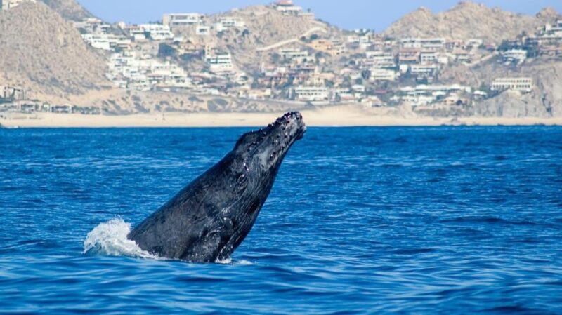 Cabo San Lucas: Whale Watching Tour - The Logistics of the Whale Watching Tour in Cabo San Lucas