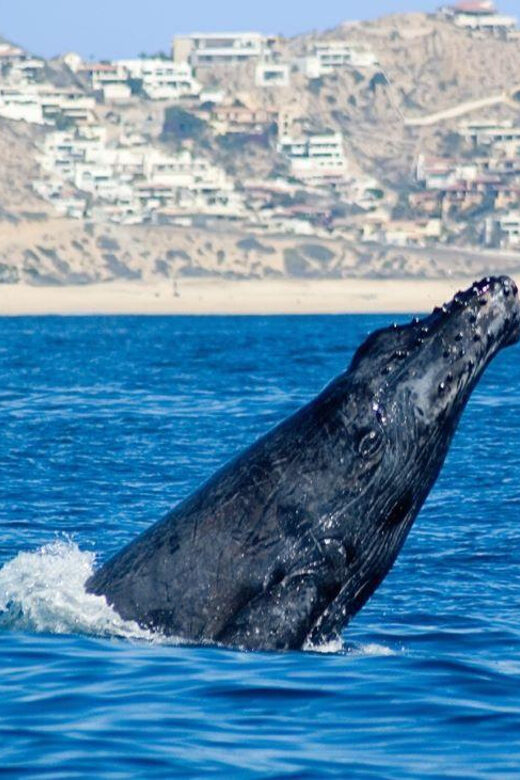 Cabo San Lucas: Whale Watching Tour - Why This Tour Is a Great Choice for Eco-Conscious Travelers