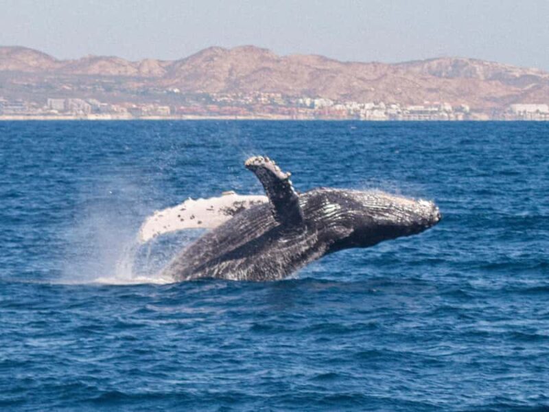 Cabo San Lucas: Whale Watching Tour with Buffet & Open Bar - Exciting Whale Watching Adventure in Cabo San Lucas with Lunch and Drinks