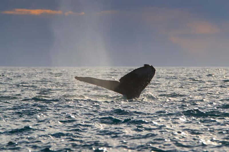 Cabo San Lucas: Whale Watching Tour with Buffet & Open Bar - Comparing with Other Cabo Whale Tours