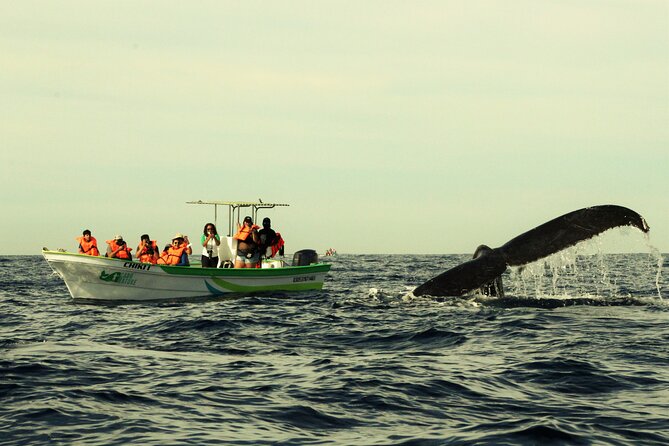 Cabo San Lucas Whale Watching Tour with Photos Included - Small-Group Marine Observation with Expert Guides