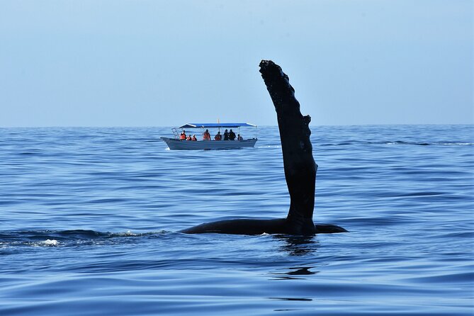 Cabo San Lucas Whale Watching Tour with Photos Included - Encountering Humpback Whales and Marine Life