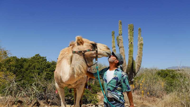 Cabo: Todo Santos Tour with Camel Ranch, Tequila and Lunch - The Camel Encounter at Tierra Sagrada Ranch