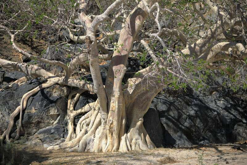 Cabo: UTV Off-Roading, Mexican Lunch, and Tequila - Mexican Buffet Lunch with Ocean Views