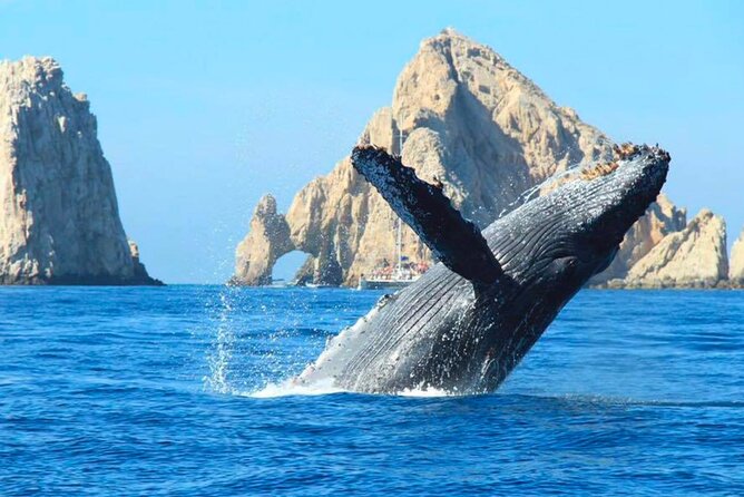 Cabo Whale Watching Cruise - Key Points
