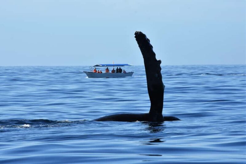 Cabo: Whale-Whatching Boat Trip w/ All-Women Crew and Photos - The Role of the Marine Biologists
