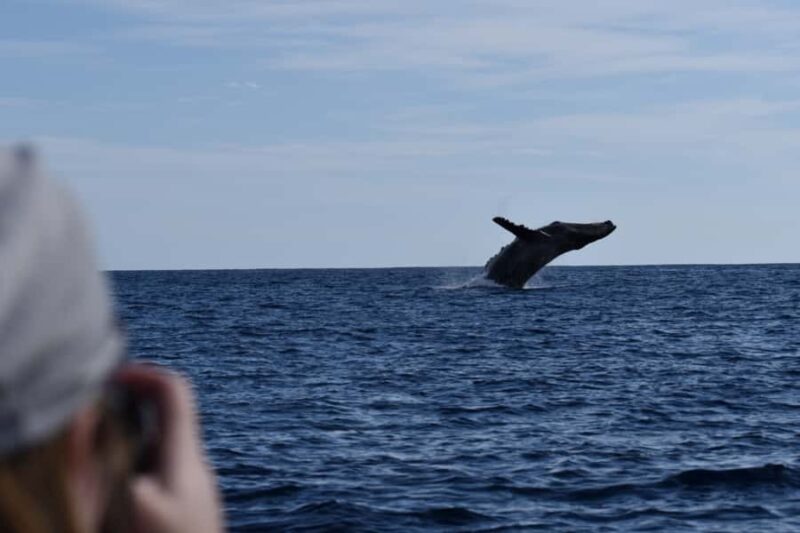 Cabo: Whale-Whatching Boat Trip w/ All-Women Crew and Photos - The Photo Service and Souvenirs