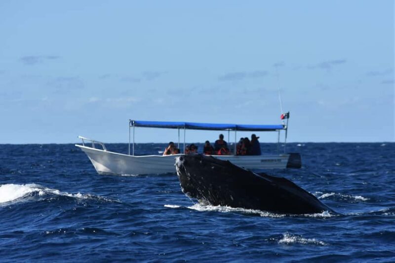 Cabo: Whale-Whatching Boat Trip w/ All-Women Crew and Photos - Timing and Weather Conditions for Best Sightings