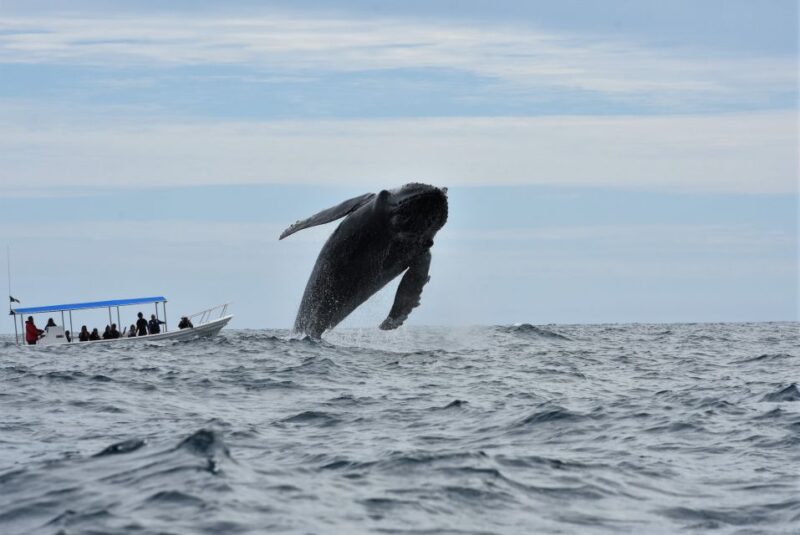 Cabo: Whale-Whatching Boat Trip w/ All-Women Crew and Photos - Practical Tips for Visitors