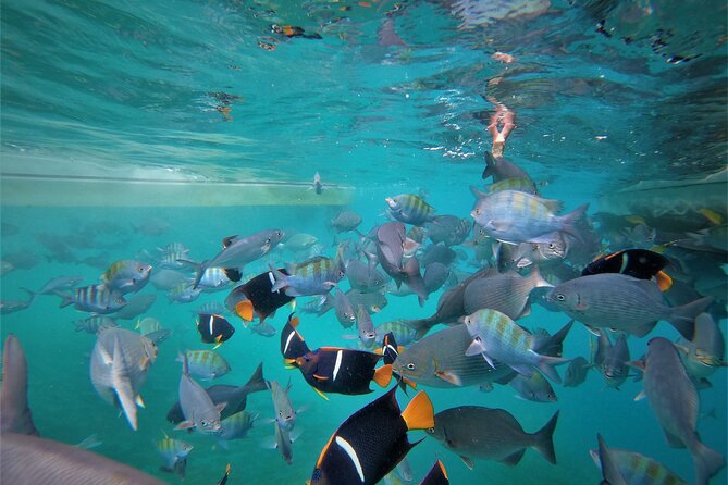 Cabo Wonders: Snorkeling at the Arch in Cabo - Exciting Snorkeling Tour at the Arch in Cabo San Lucas for $99
