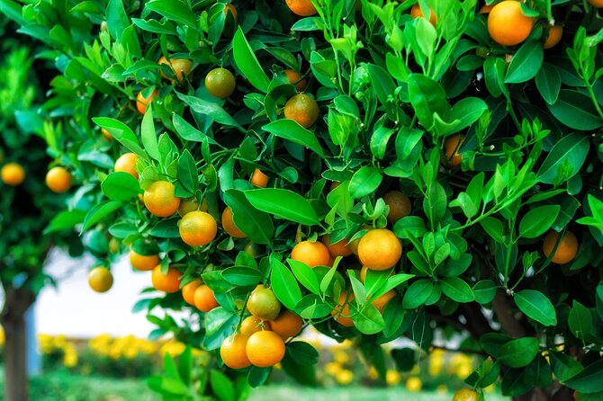 Cabrio Bus Safari at the Taurus Mountains from Side - Key Points