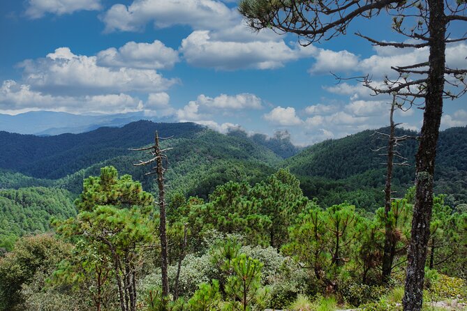 Cacao day experience from the wood to your cup! - The Starting Point and Logistics in Oaxaca City