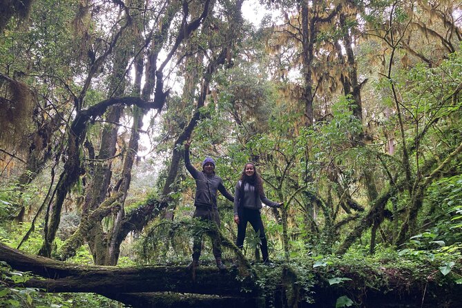 Cacao day experience from the wood to your cup! - Hot Chocolate at the Mountain’s Peak