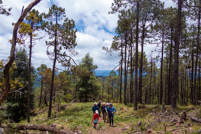 Cacao day experience from the wood to your cup! - Visiting the Molinillo Fabric in Las Animas