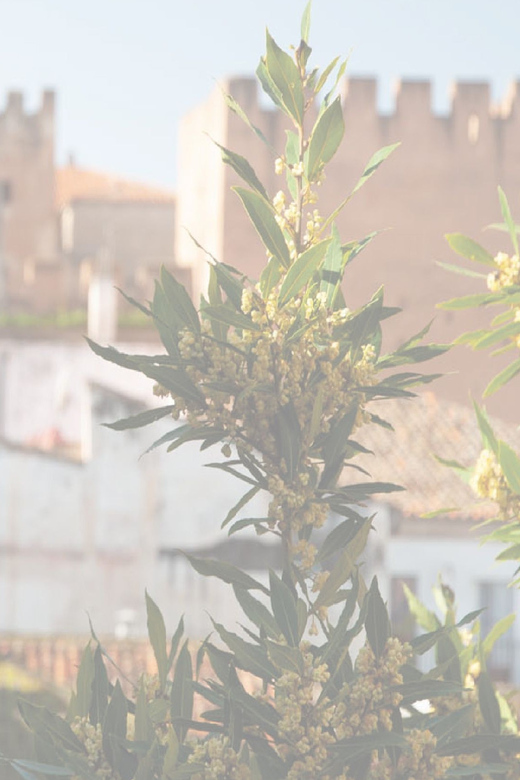 Cáceres: City Highlights Walking Tour with Local Guide - Exploring Cáceres’ UNESCO Old Town and Medieval Walls