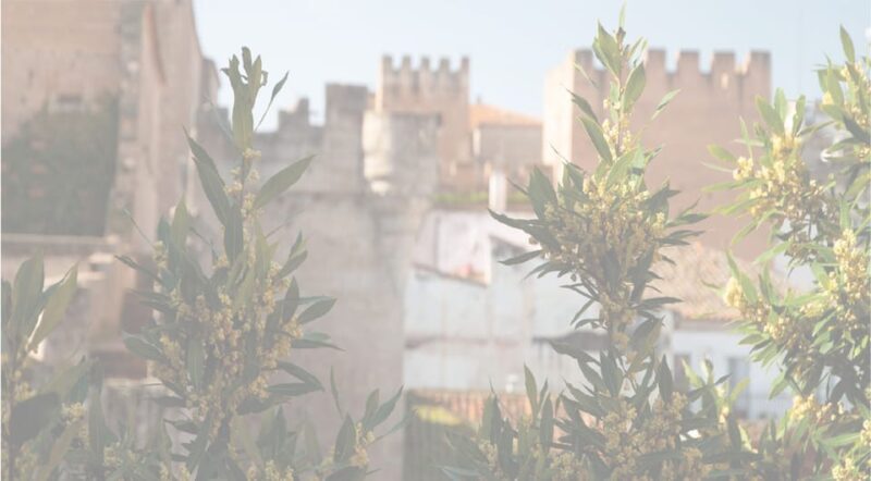 Cáceres: City Highlights Walking Tour with Local Guide - Exploring Cáceres’ Notable Palaces and Family Houses