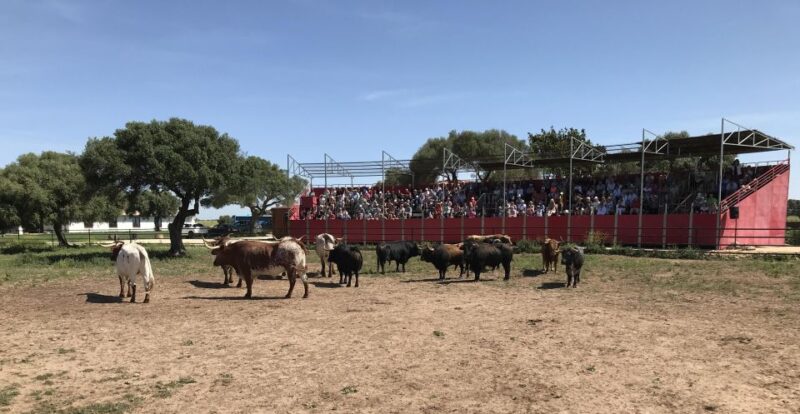 Cadiz: Andalusian Horses and Bulls Country Show - Exploring the El Carrascal Ranch in Andalusia