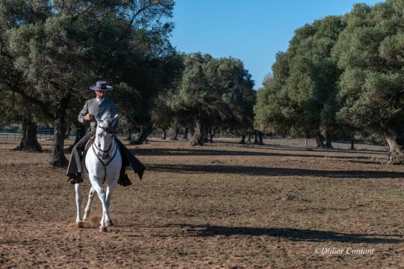Cadiz: Andalusian Horses and Bulls Country Show - The Review Highlights and Practicalities