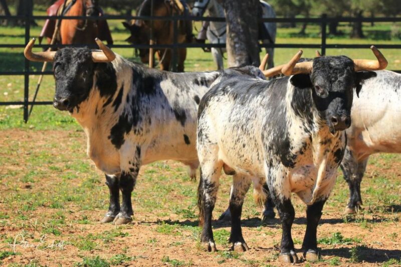 Cadiz: Andalusian Horses and Bulls Country Show - Who Will Enjoy This Tour Most?