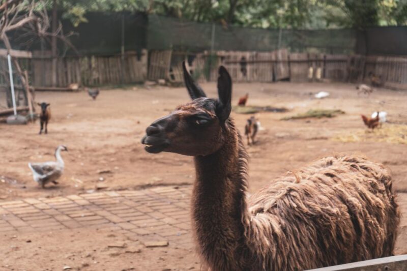 Caffarella Park: Rome's Secret Urban Hiking Paradise - Wildlife and Birdwatching: A Hidden Bonus