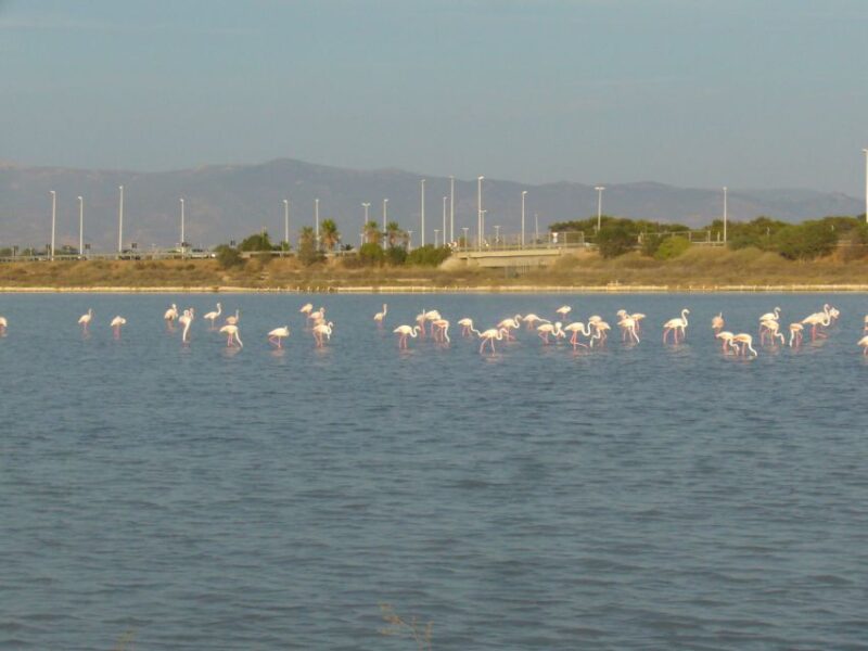 Cagliari: Bike Tour in the Flamingo Oasis - Key Points