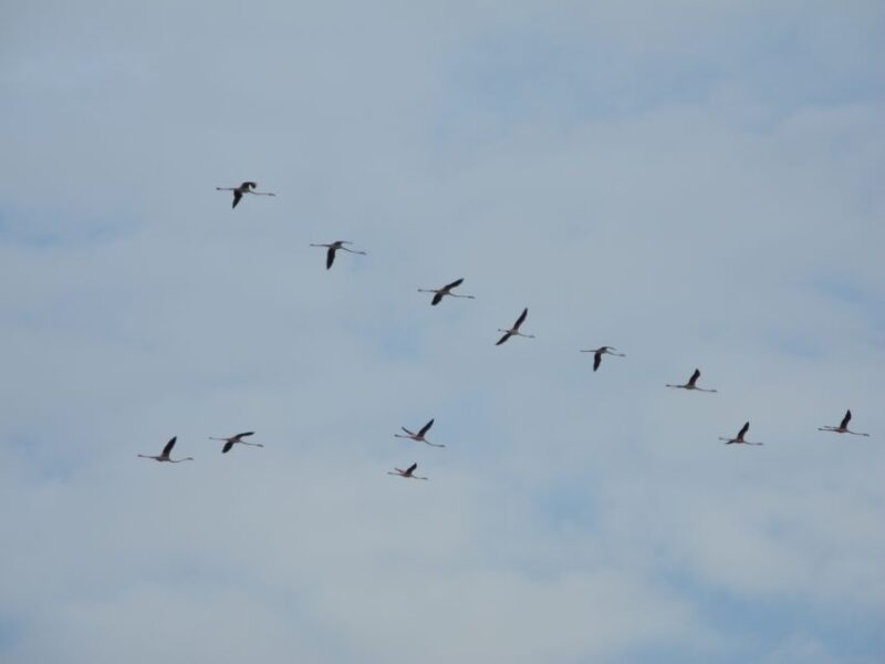 Cagliari: Bike Tour in the Flamingo Oasis - Starting at the Marina of Cagliari, the Tour Offers a Mix of Urban and Natural Sights