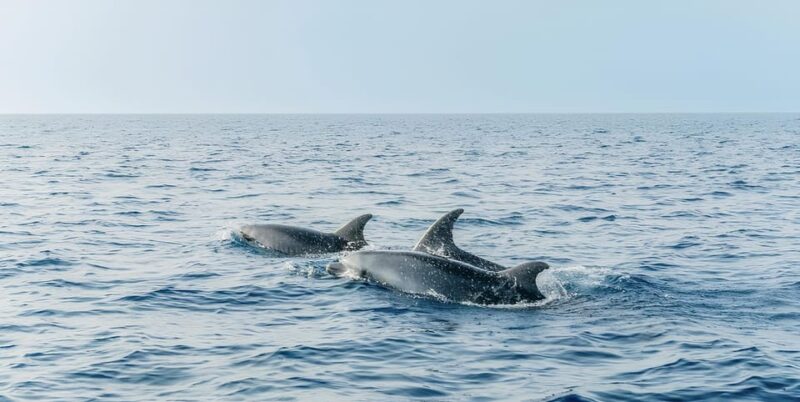 Cagliari: Devil's Saddle Boat Tour with Spritz and Chips - Scenic Views and Natural Landmarks of Cagliari’s Coast