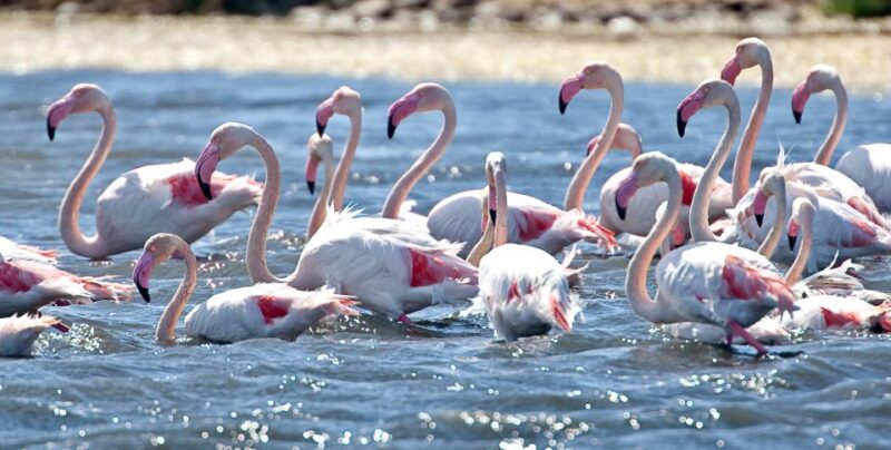 Cagliari E-Bike Tour: Canals & Flamingos at Molentargius - The Guide’s Role and Knowledgeability
