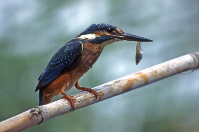 Cagliari: EcoSafari Flamingos Tour in Molentargius Park - Practicalities: Transport, Timing, and Group Size